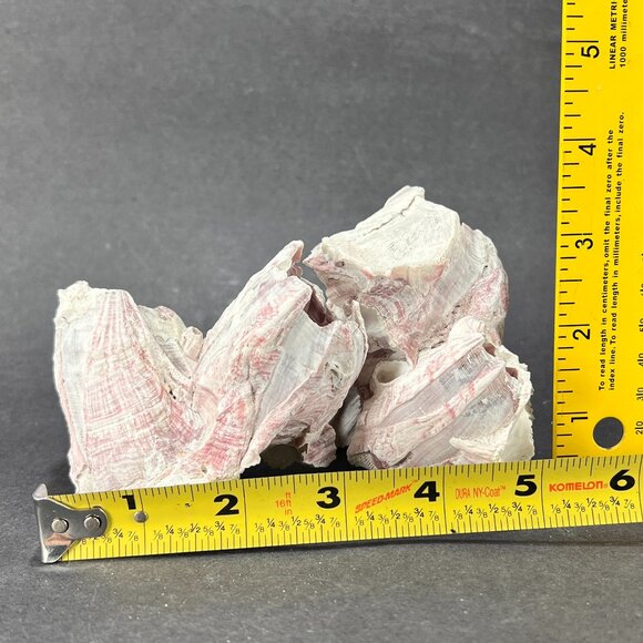 Acorn Barnacle Coral Reef Pink Purple Nautical Salt Water Coastal Aquarium Decor - Picture 6 of 9